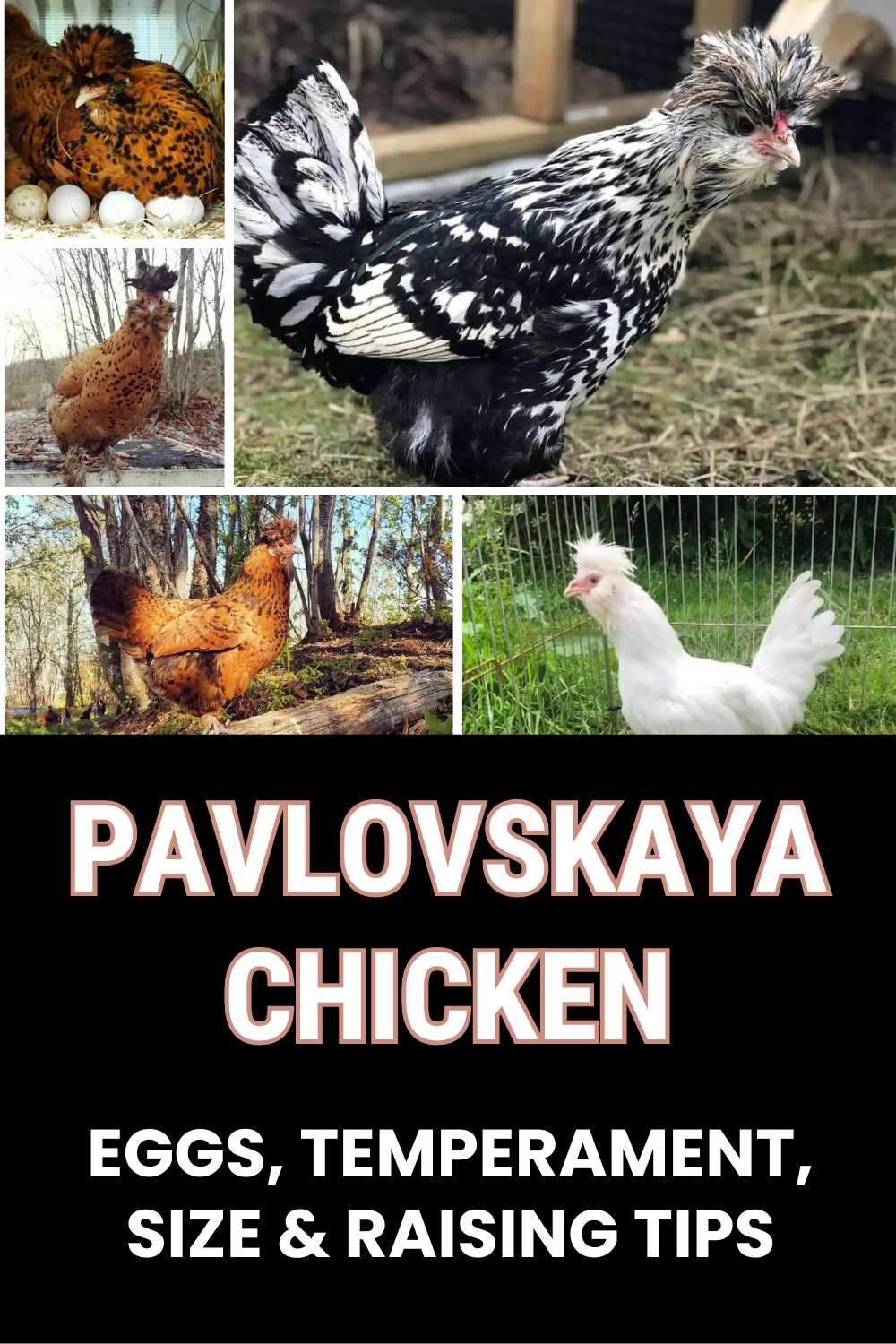 Pavlovskaya Chicken guide