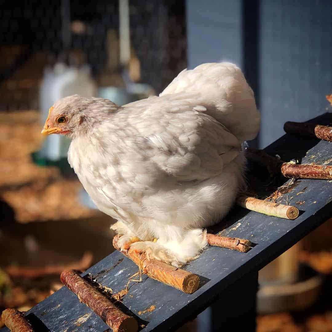 Pekin Bantams