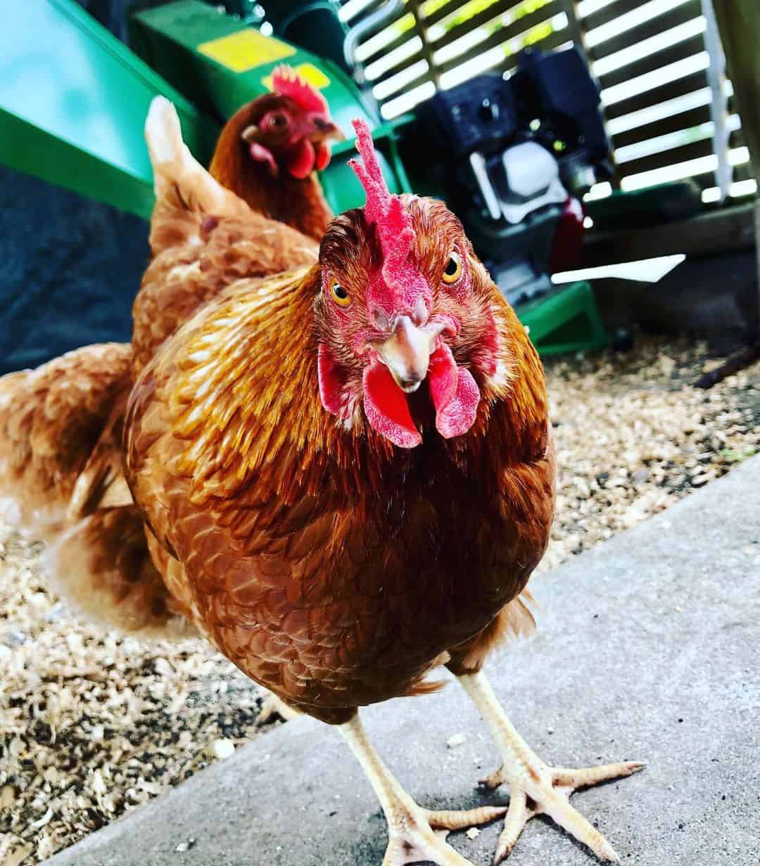 Raising Red Shaver Chickens