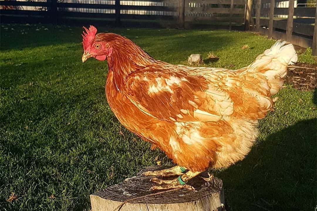 Red Shaver Chicken: Eggs, Temperament, Size & Raising Tips