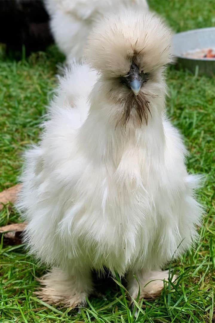 Silkie from China