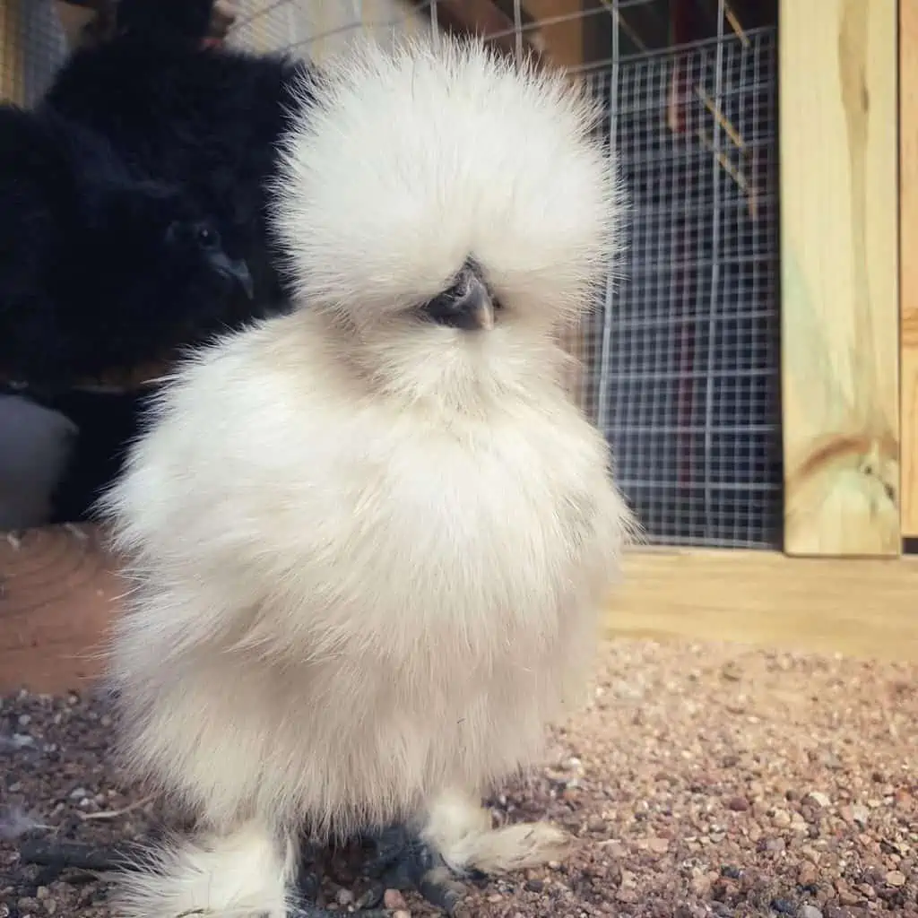 Silkie laying pink eggs