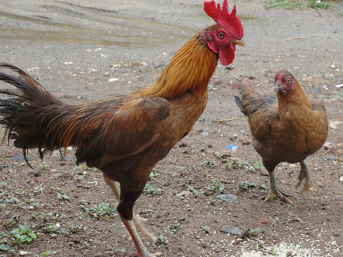 Valued Male Chickens