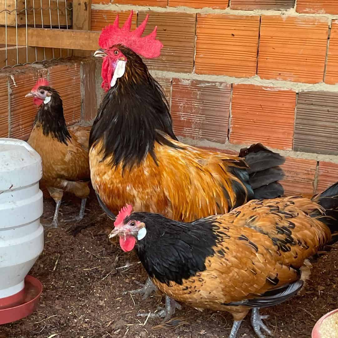 Vorwerk Chickens