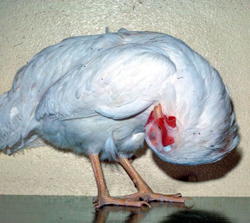 What Causes Wry neck in Chickens