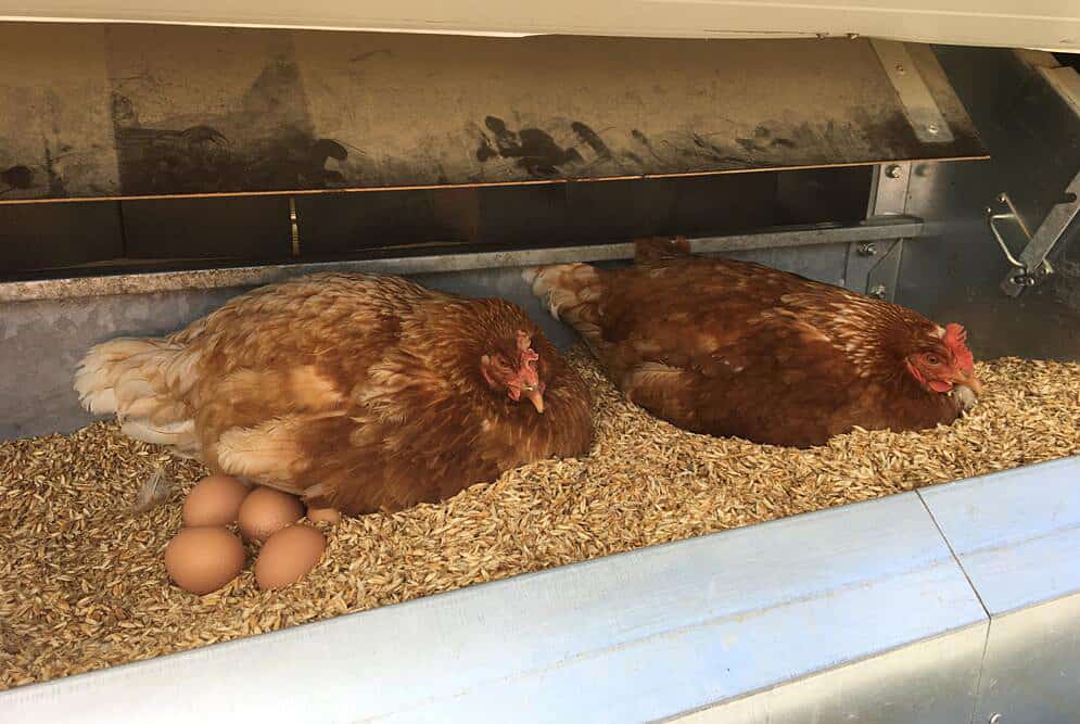 When Do Chickens Start Laying Eggs