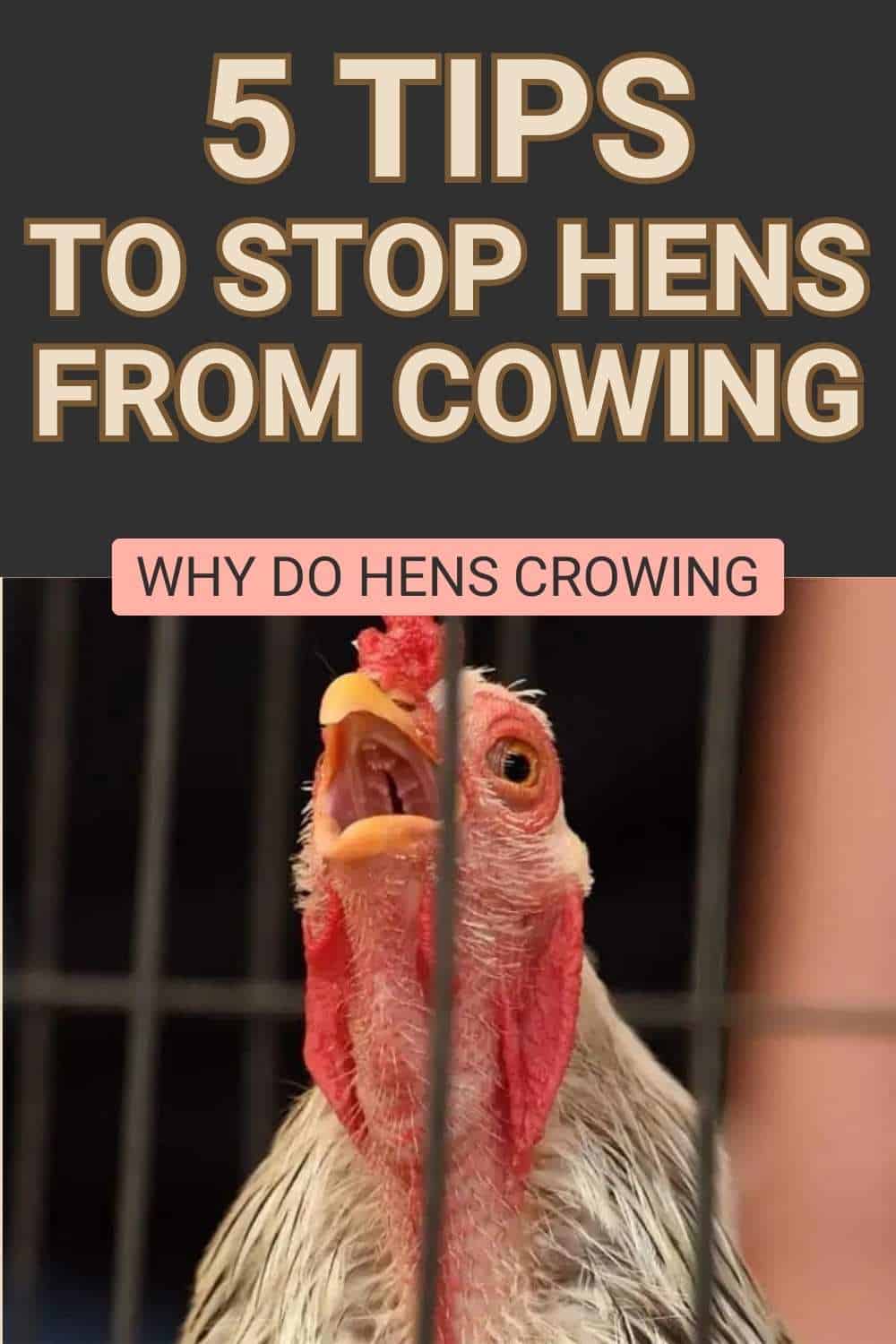 Why Do Hens Crowing