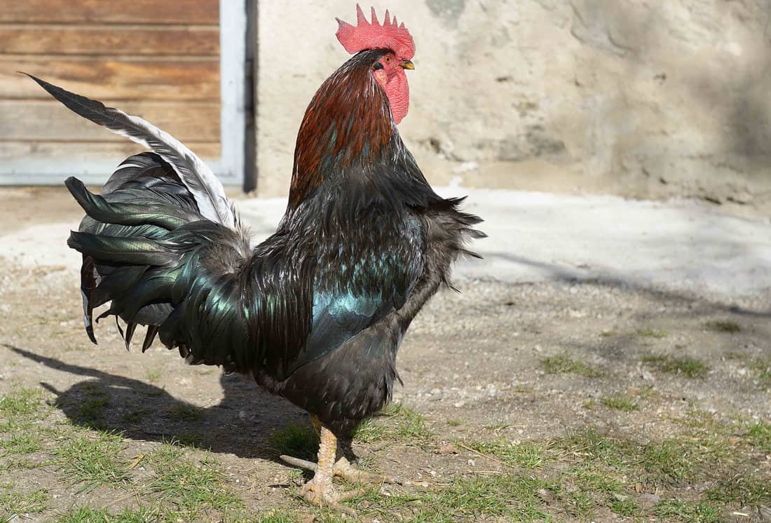 Why The Lack of Roosters