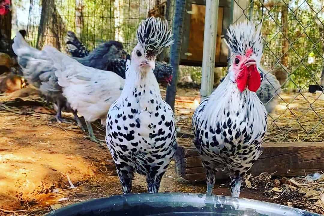 appenzeller spitzhauben chickens