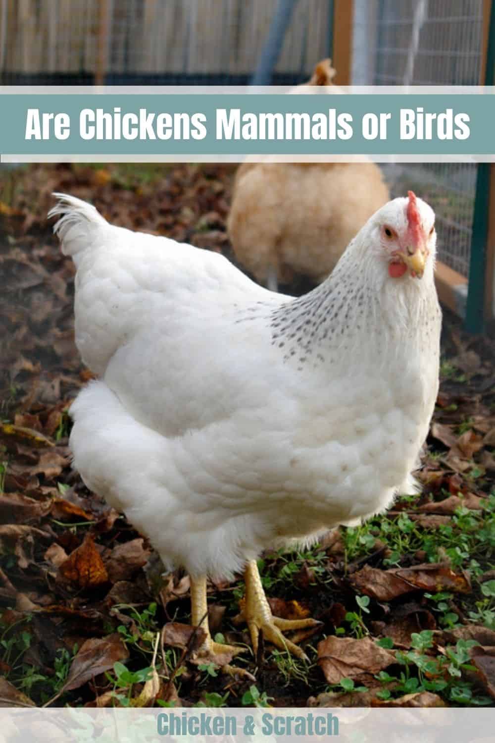 Are Chickens Mammals or Birds?