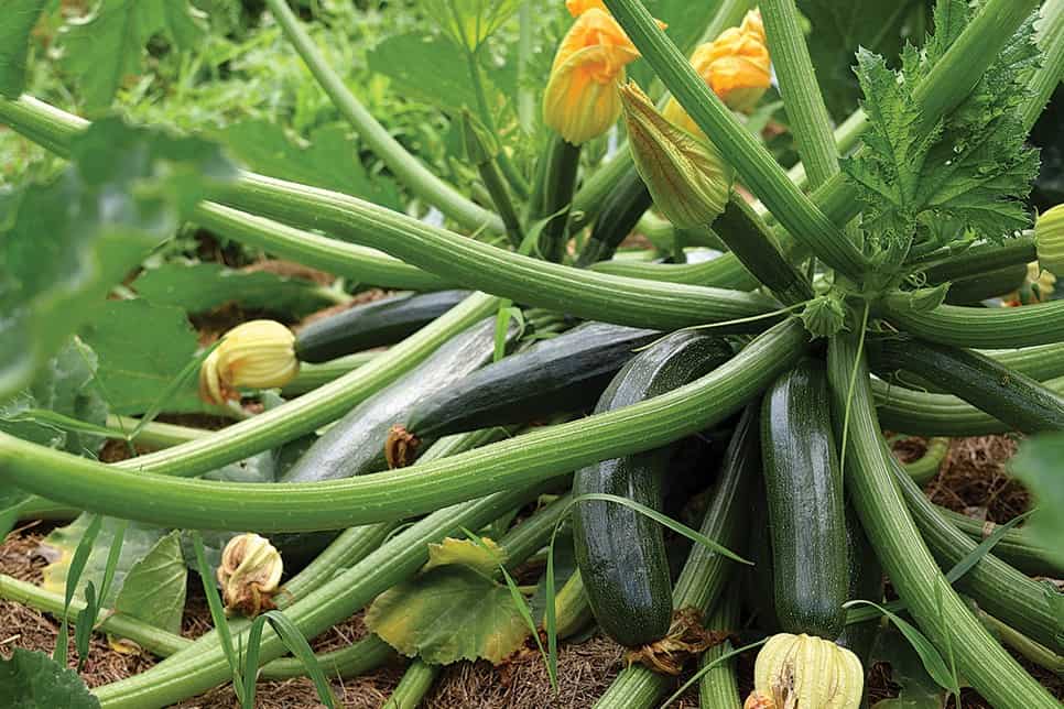 are zucchini leaves edible