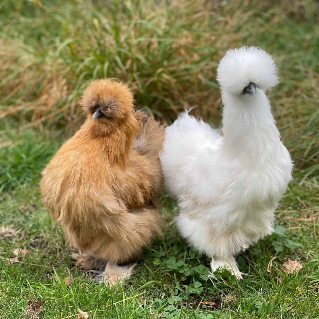 asian chicken breed