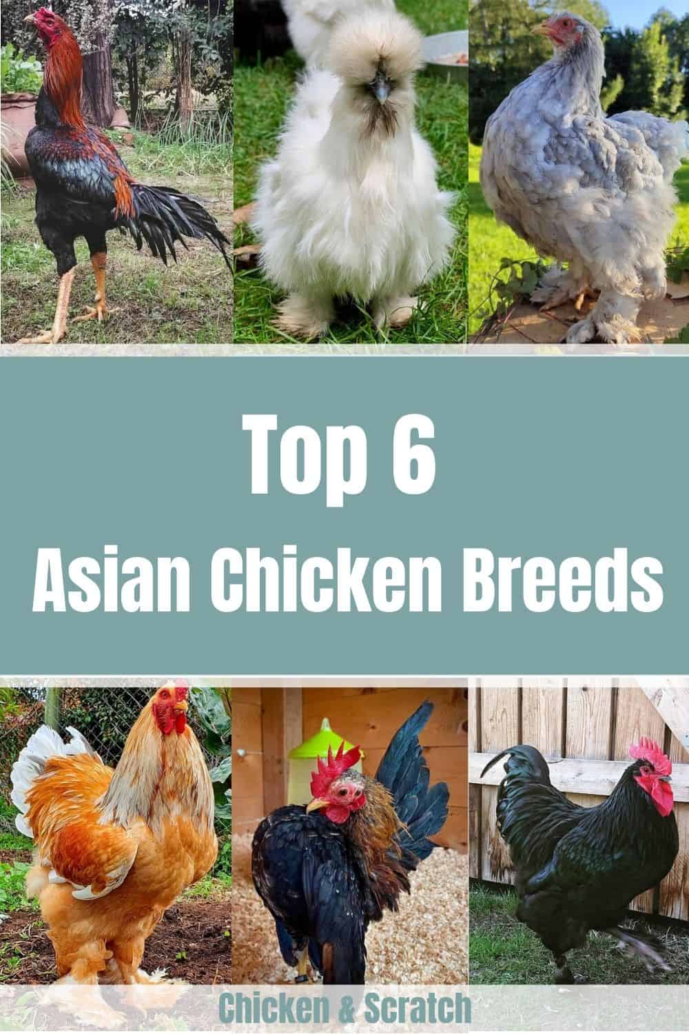 asian chickens breeds