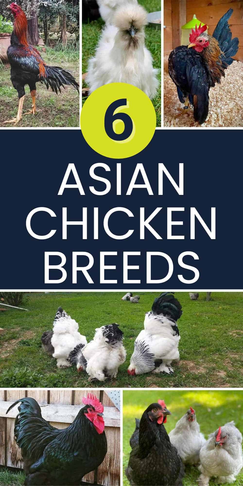 best Asian Chicken Breeds
