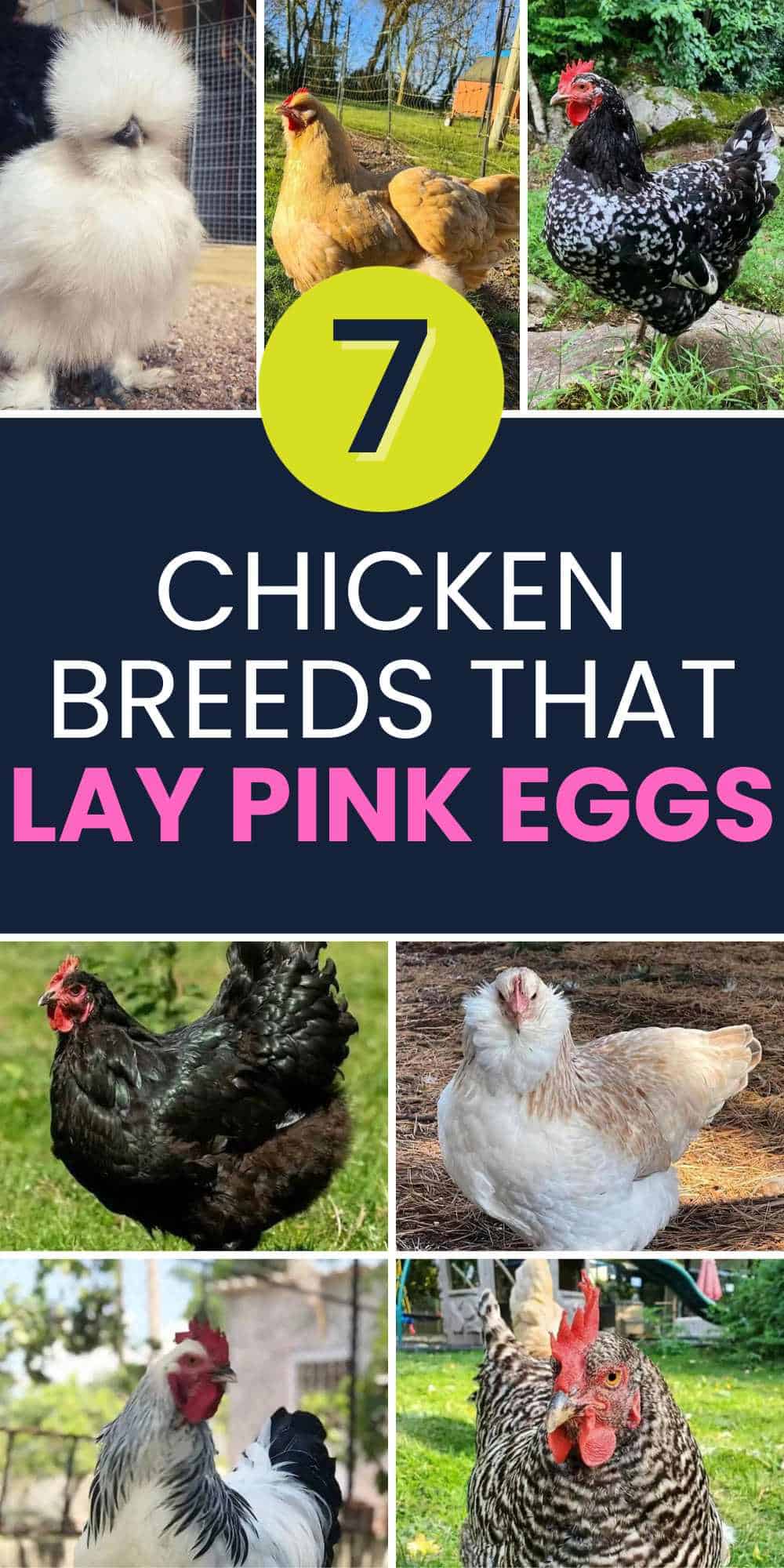 best Chicken Breeds That Lay Pink Eggs