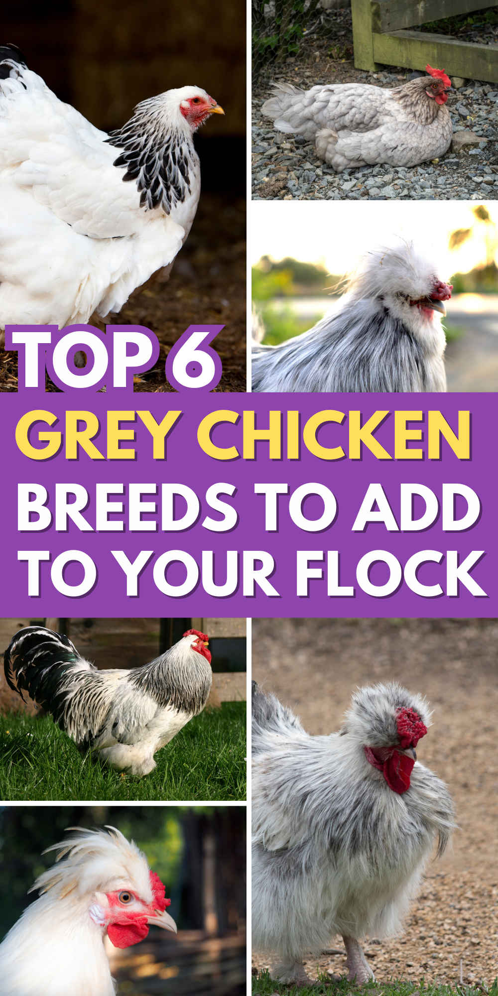 Grey Chicken Breeds