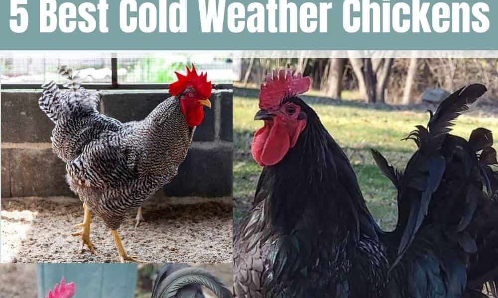 5 Best Cold Weather Chickens (with Pictures)
