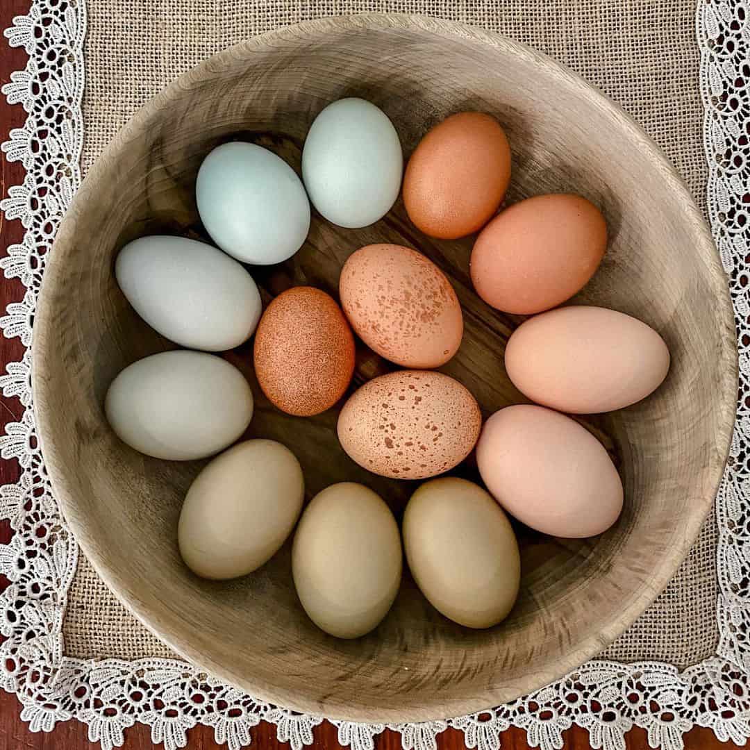 blue eggs chicken