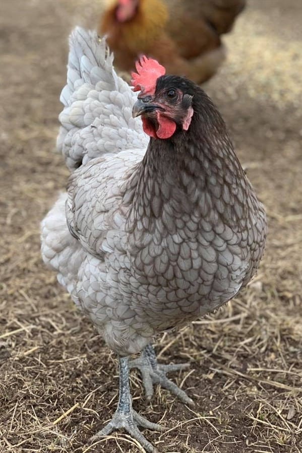 blue gray chickens