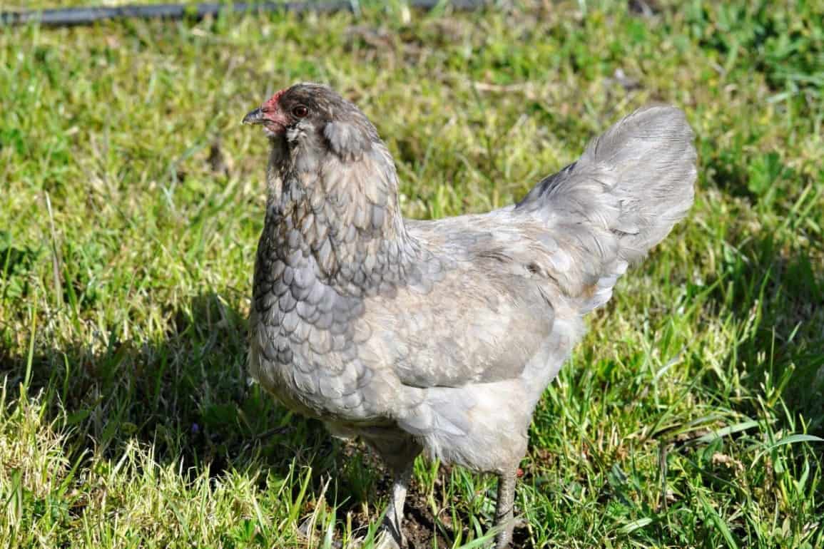 blue grey chicken breeds