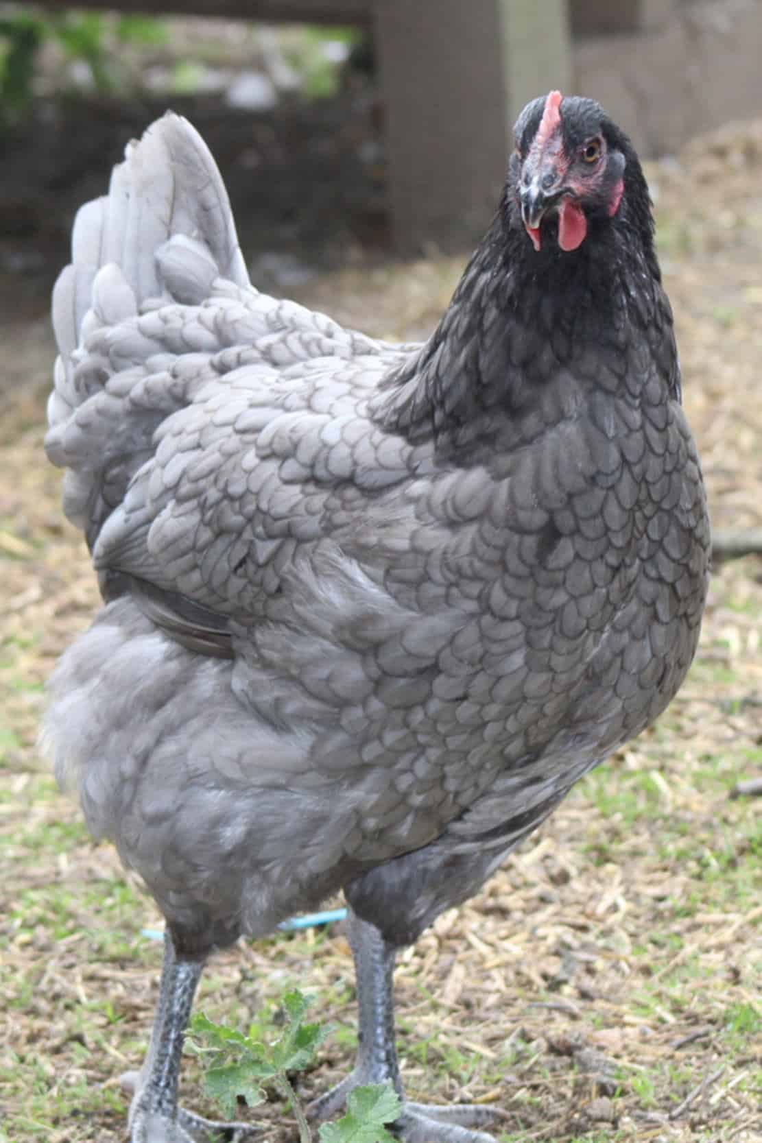 blue grey chicken breeds