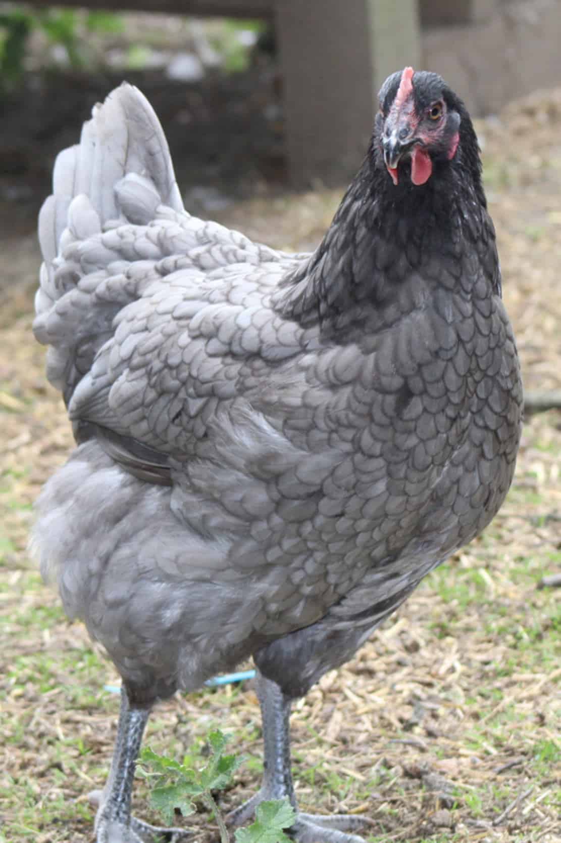 Top 6 Grey Chicken Breeds (with Pictures)