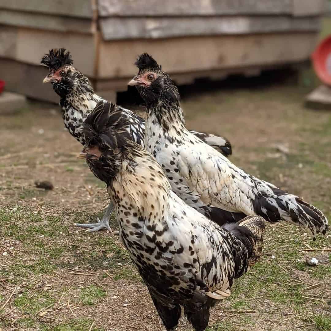 brabanter chicken