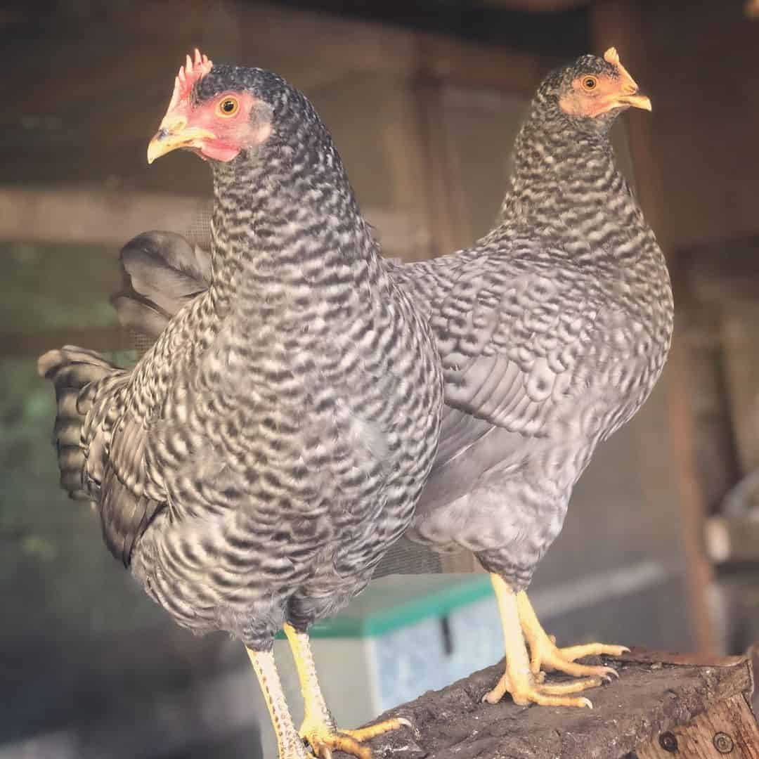 california gray chicken