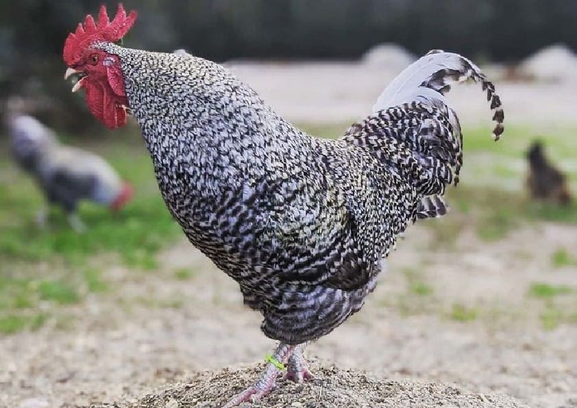 california gray rooster