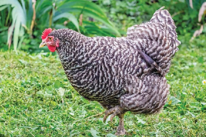 California Grey Chicken: Eggs, Temperament, Size & Raising Tips