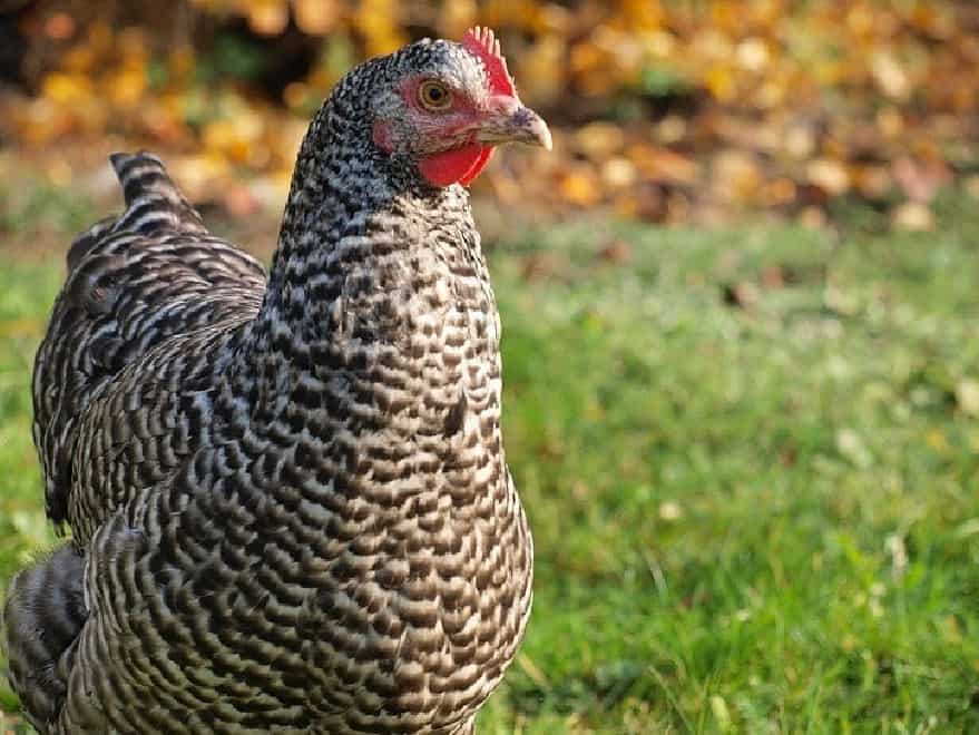 california grey chickens