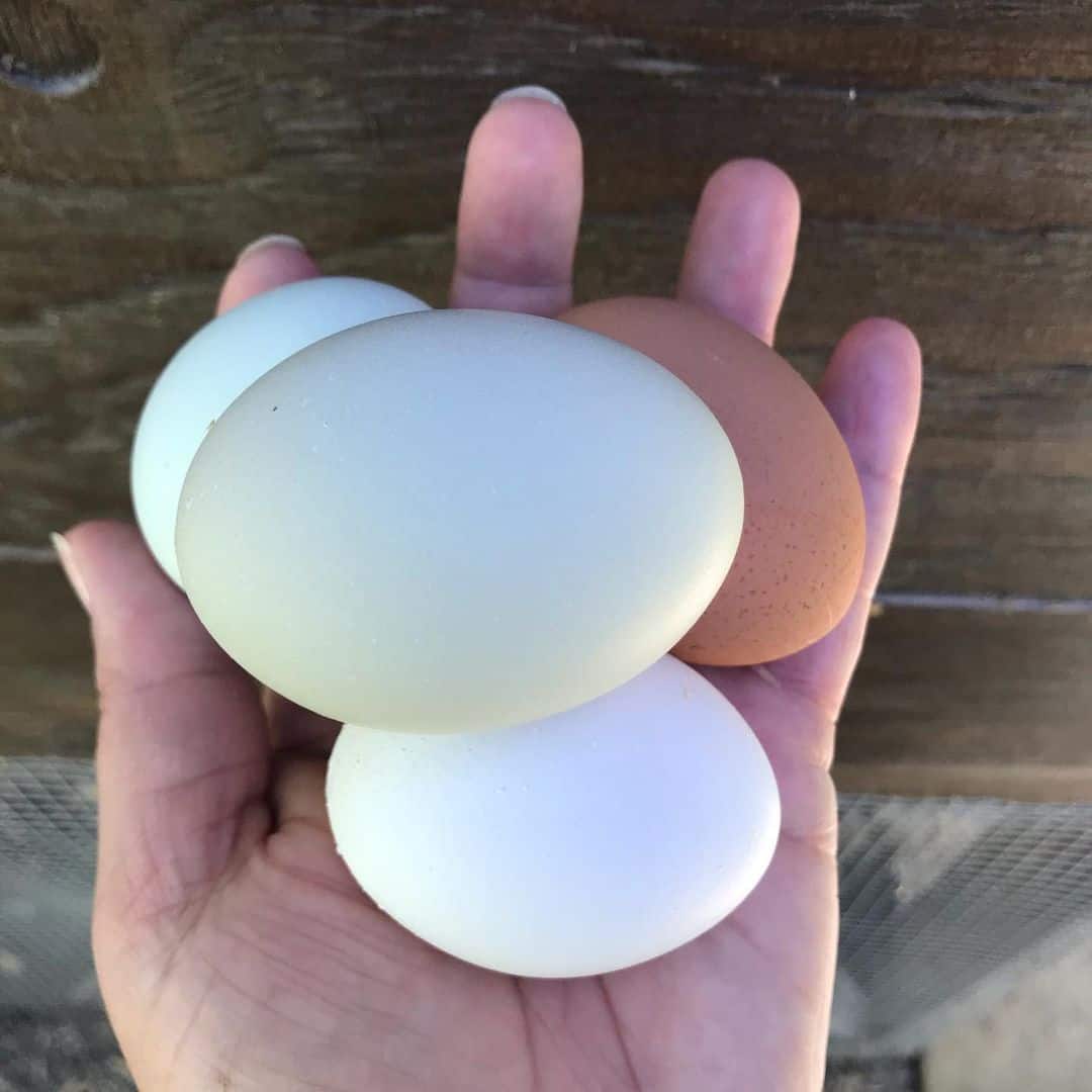 california grey egg laying