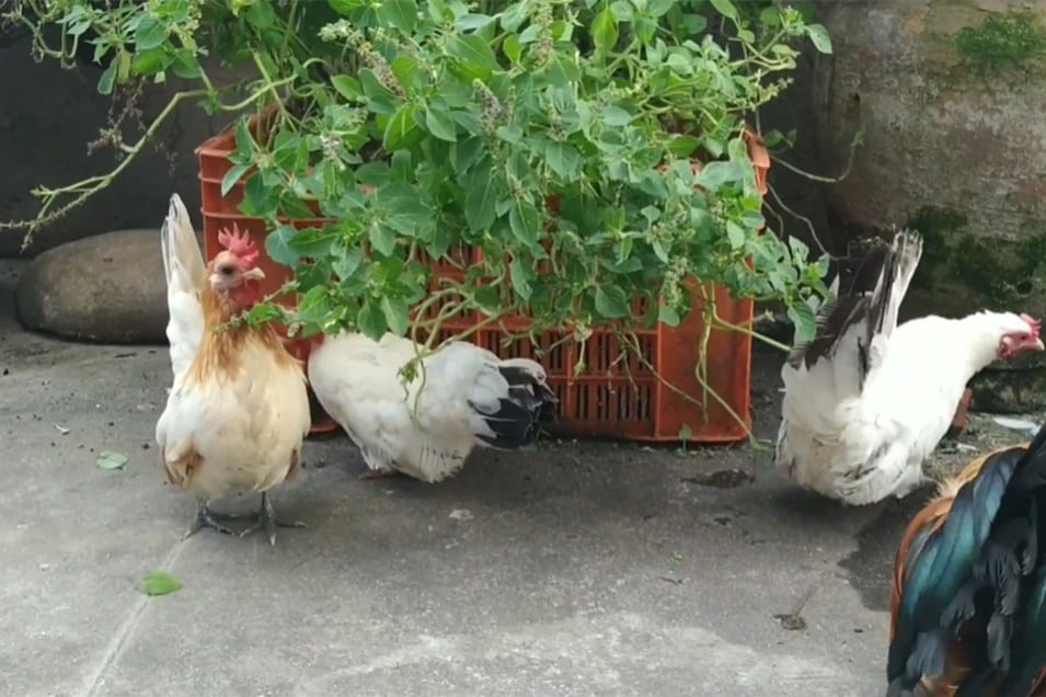 can chicken eat basil