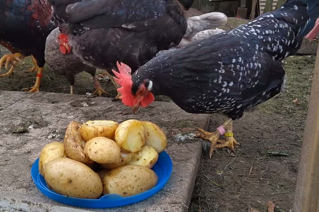 can chicken eat potato peels