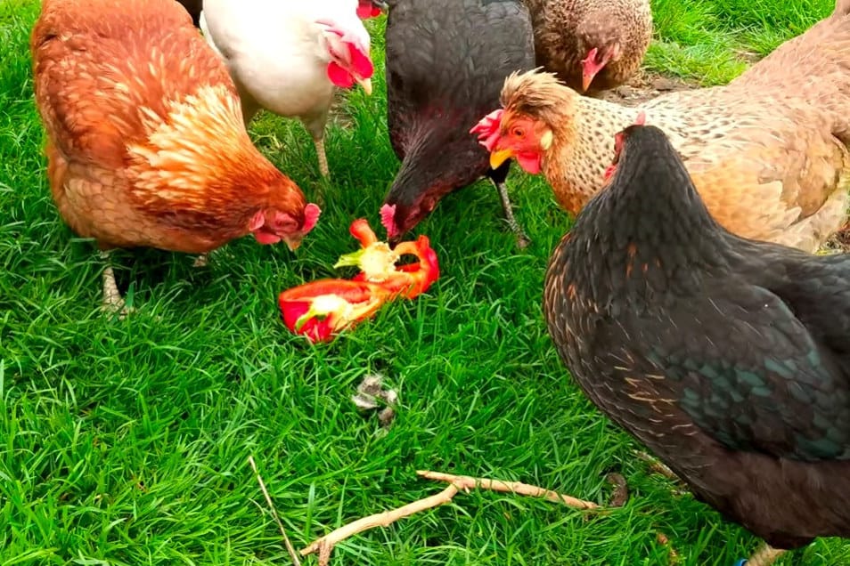 can chickens eat bell peppers