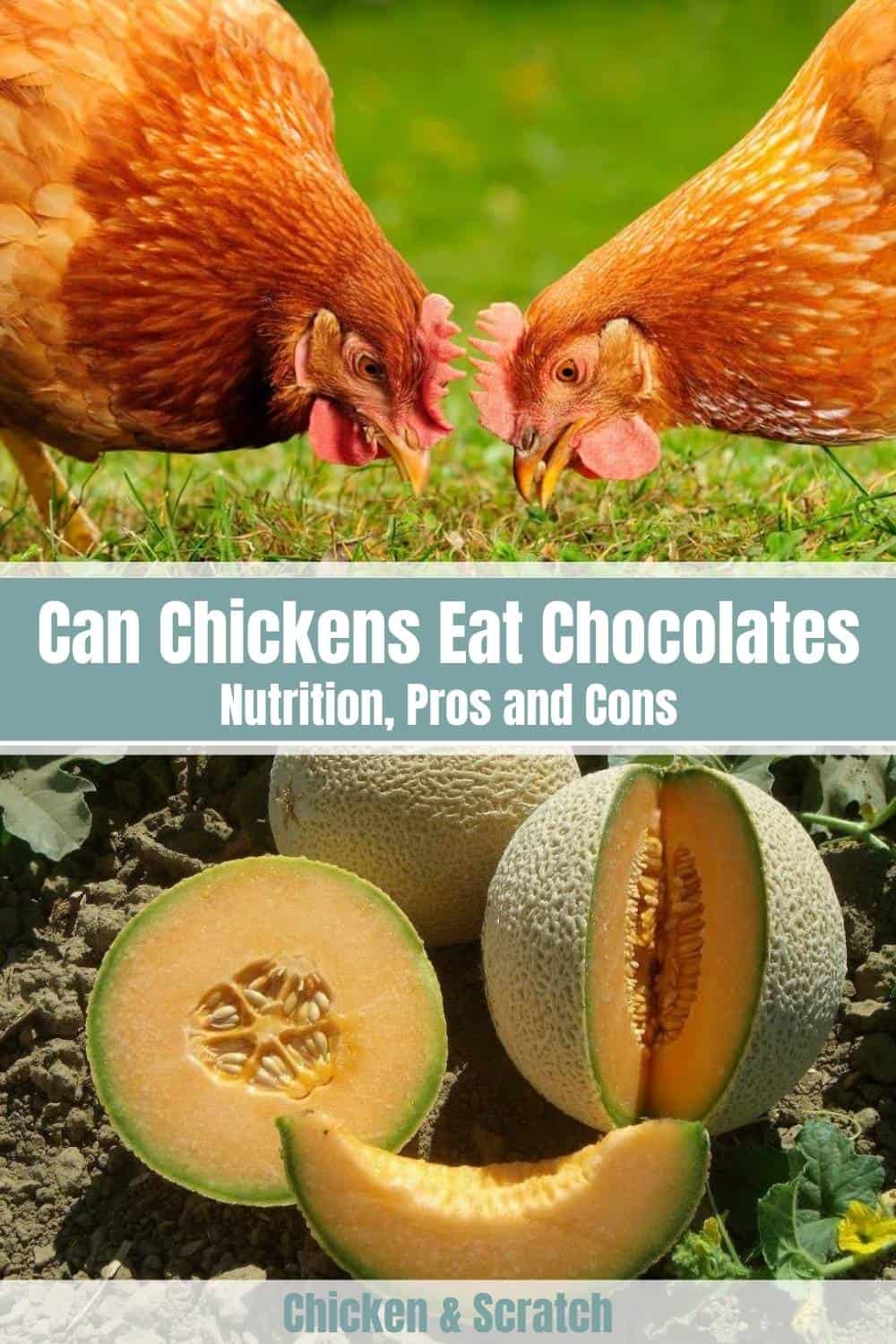 can chickens eat cantaloupe seeds