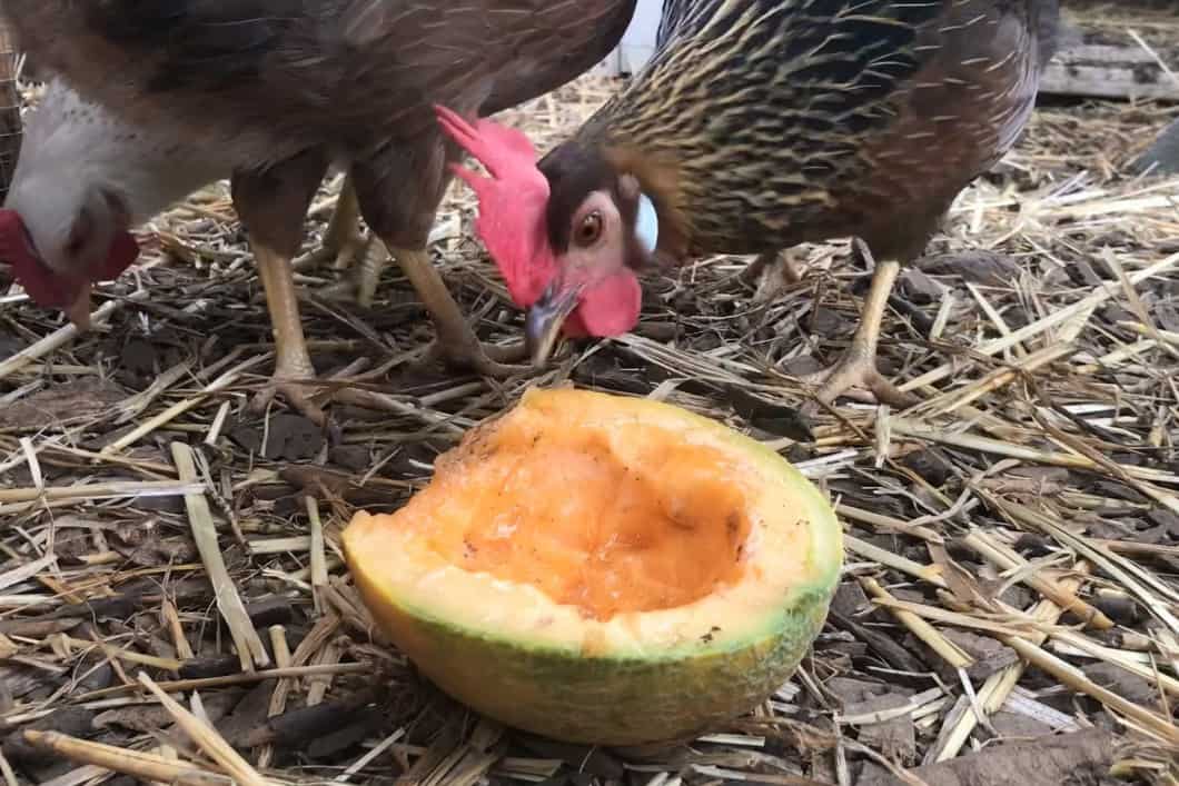 can chickens eat cantaloupe
