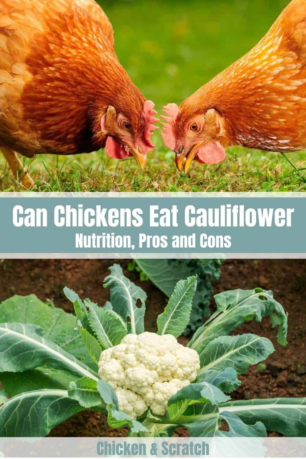can chickens eat cauliflower leaves