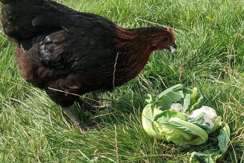 can chickens eat cauliflower leaves