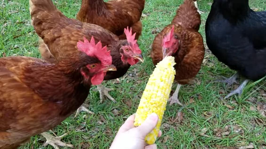 can chickens eat cooked corn on the cob