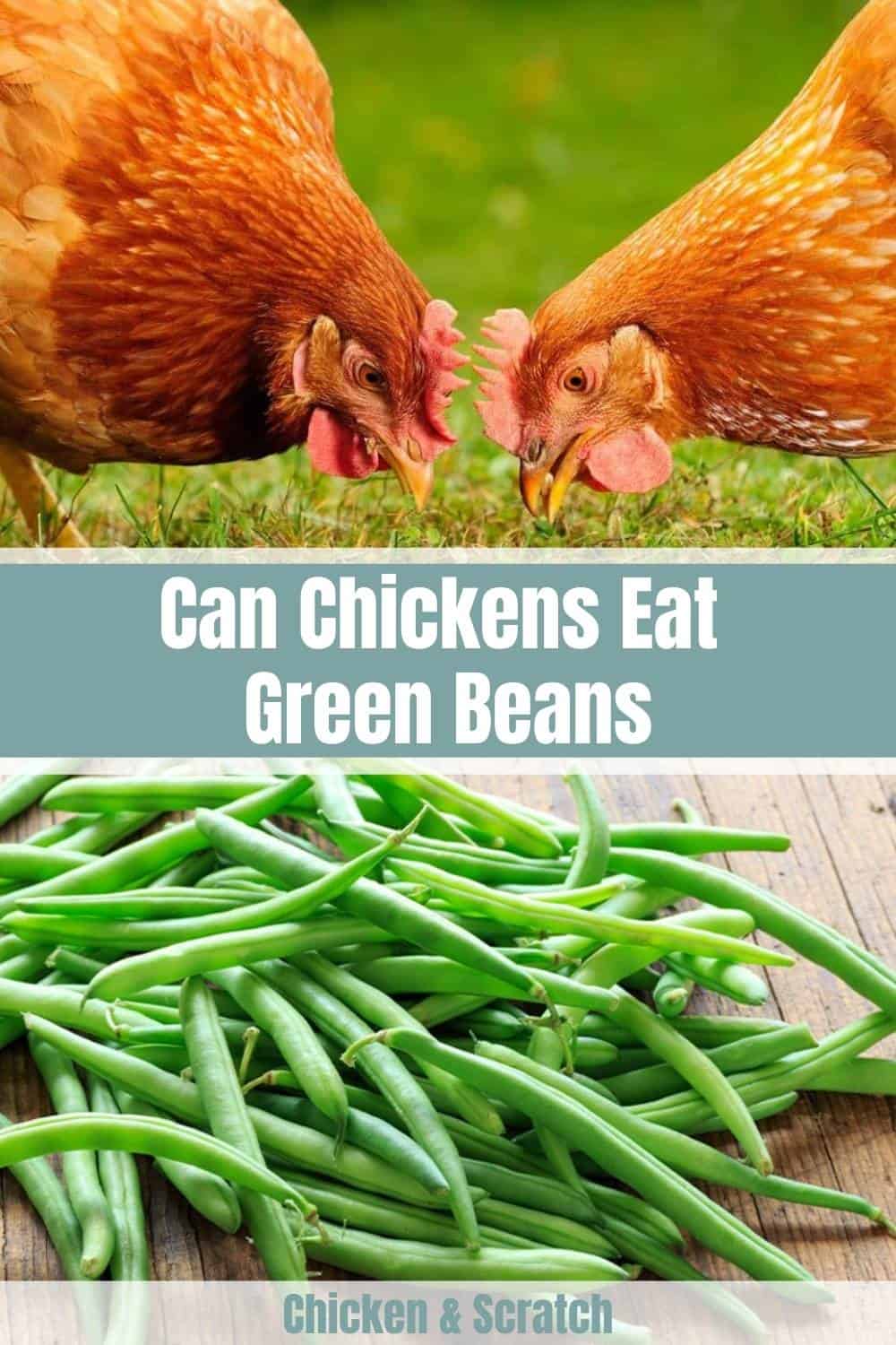 can chickens eat cooked green beans