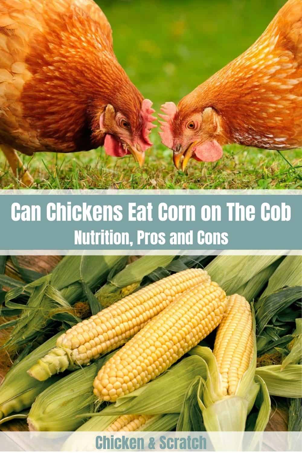 can chickens eat corn on the cob