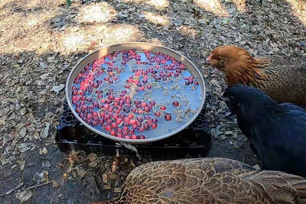 can chickens eat cranberries