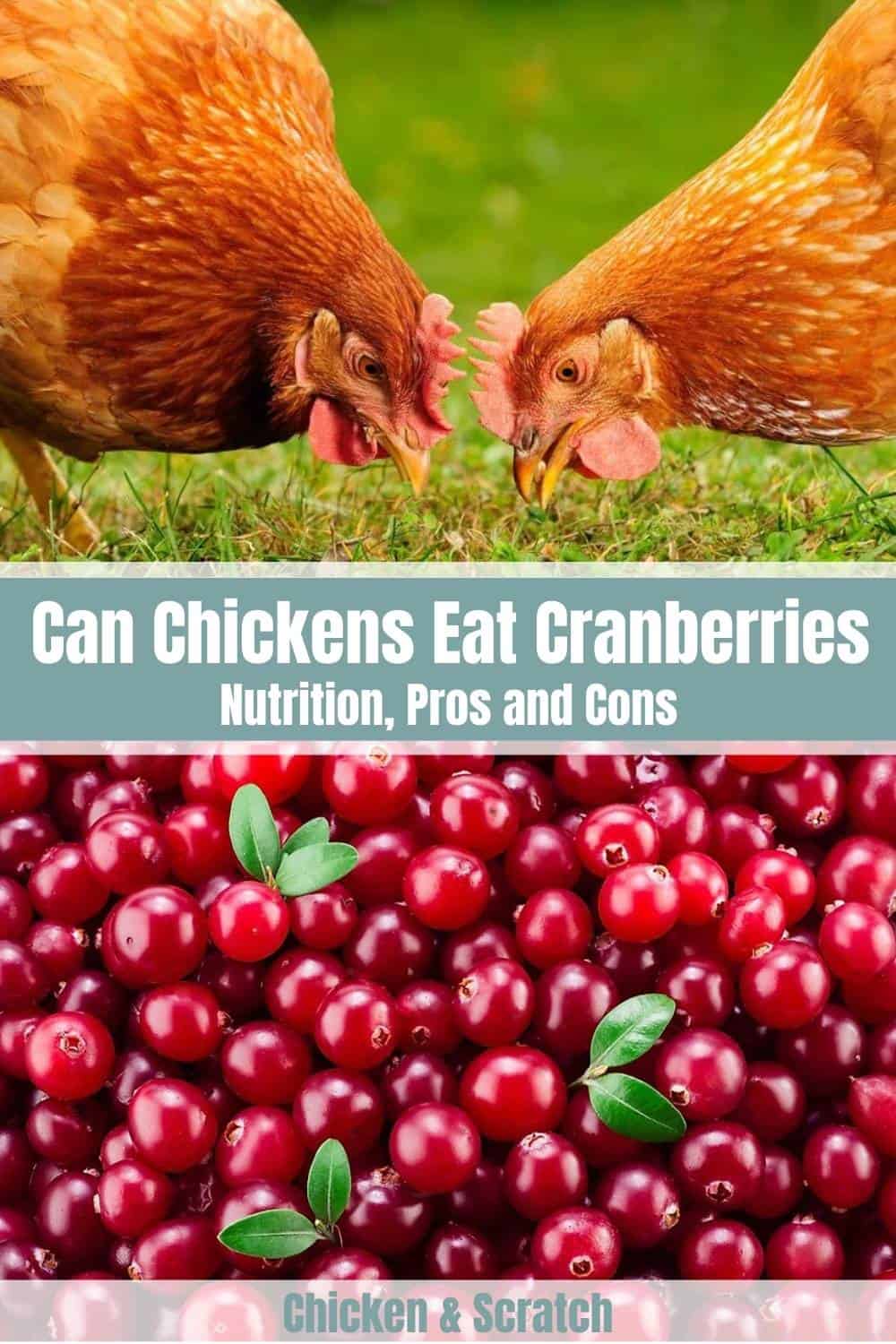 can chickens eat dried cranberries