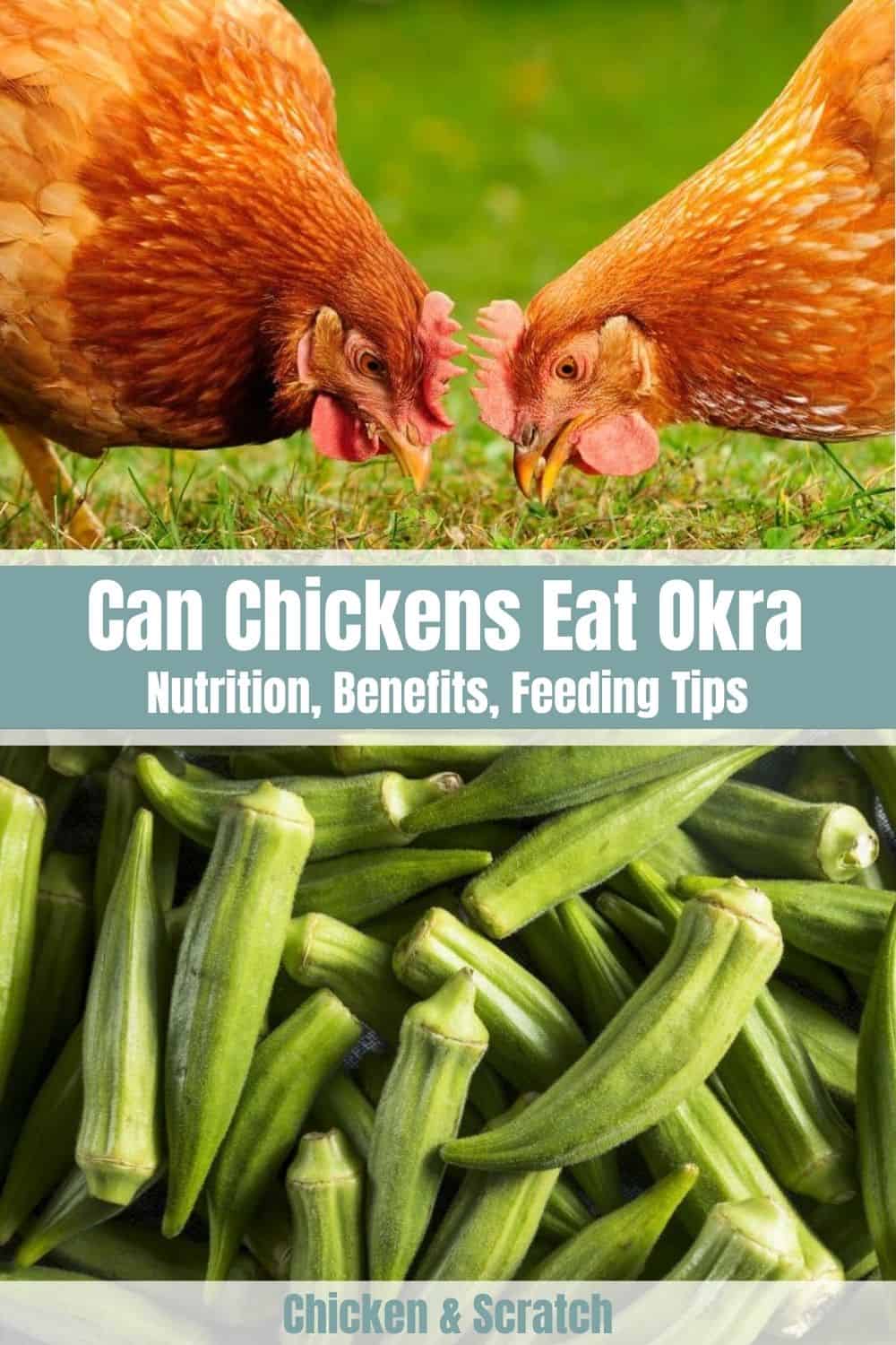 can chickens eat okra pods
