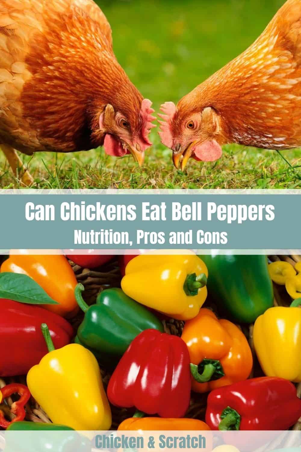 can chickens eat peppers