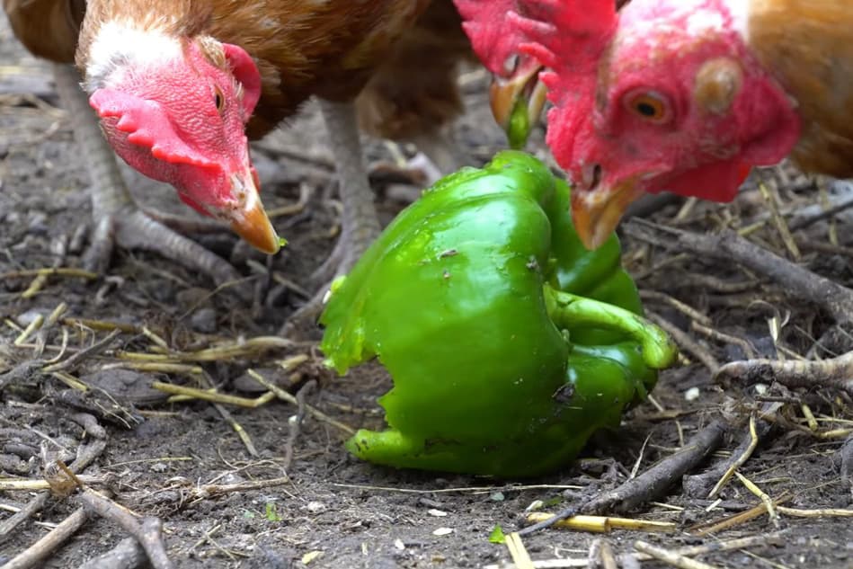 can chickens eat green bell peppers