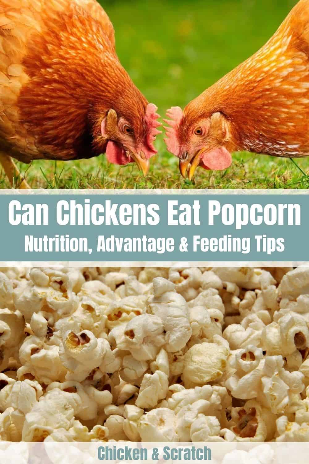 can chickens eat popcorn
