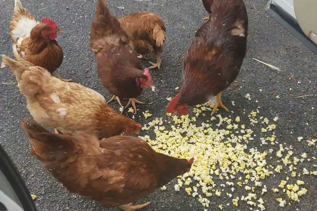 can chickens eat popcorn