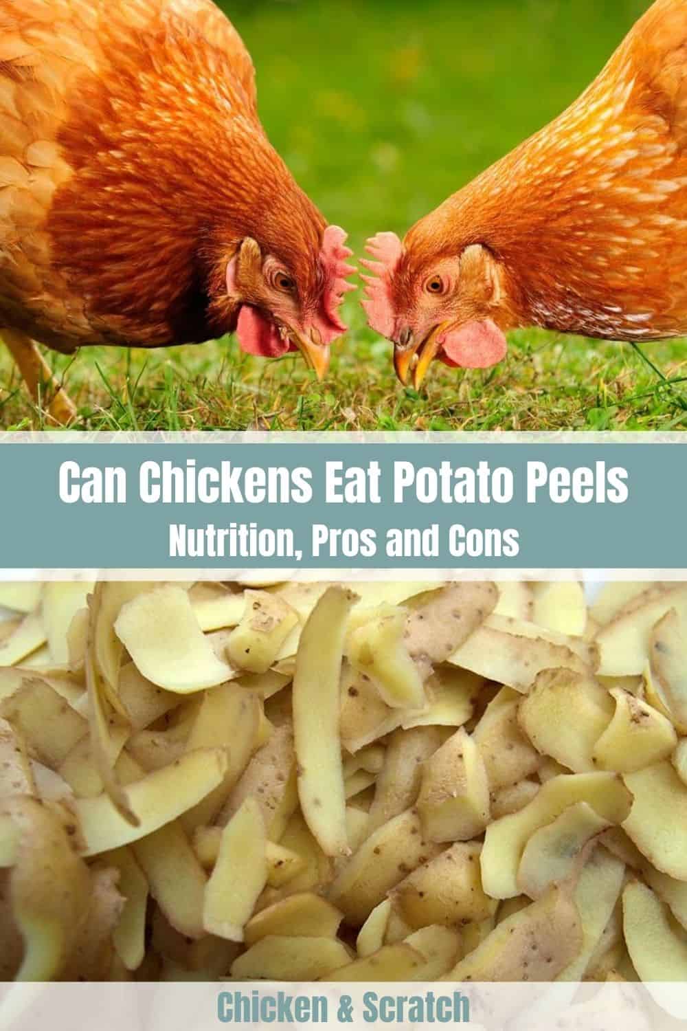 can chickens eat potato peels